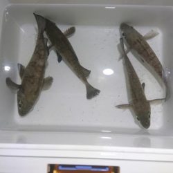 楽しいメバリング