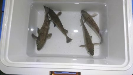 楽しいメバリング