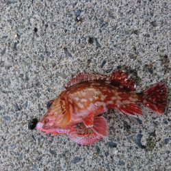 ケンサキ狙いで…