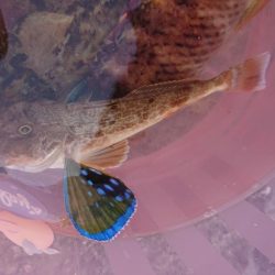 キスはまだかな？ホウボウ釣れた