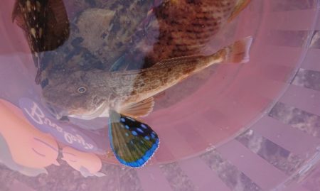 キスはまだかな？ホウボウ釣れた