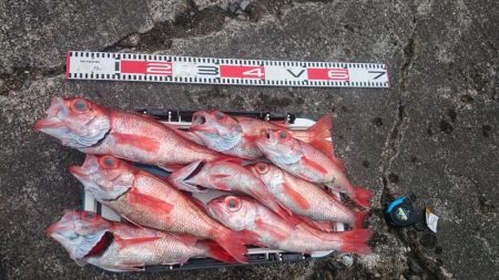 アカムツ  江見港稲荷丸