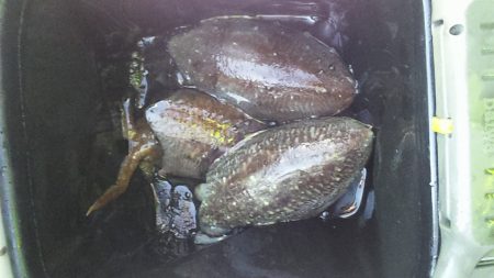 コウイカ釣行
