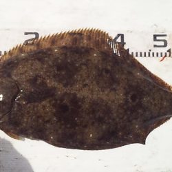 良型ヒラメ キターー