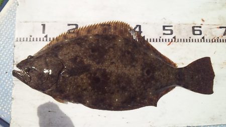 良型ヒラメ キターー