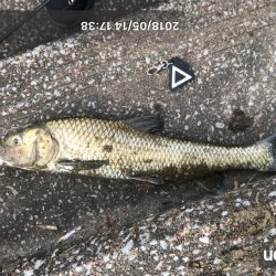 天神川でニゴイ