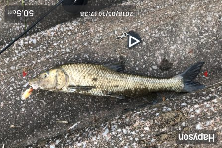 天神川でニゴイ