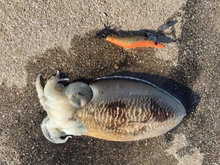 春らしくなった