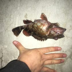 夕方からちょろっと。