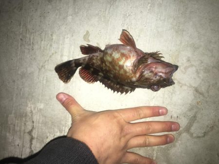 夕方からちょろっと。