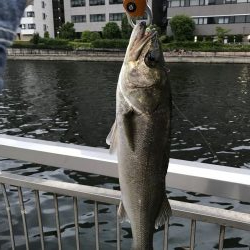 ロッパチがハマった日