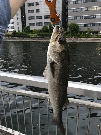 ロッパチがハマった日