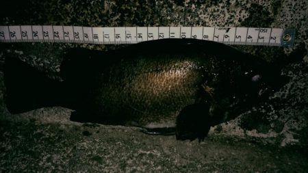 仕事帰りにメバリング