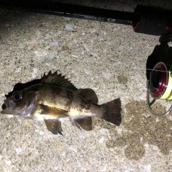 男鹿市椿港メバリング釣行