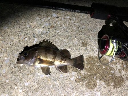 男鹿市椿港メバリング釣行