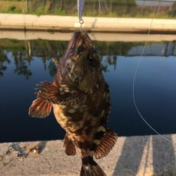 メバリングとガシリング