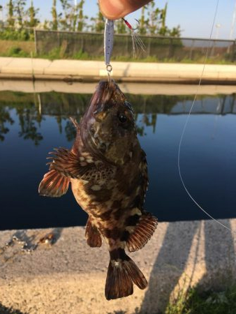 メバリングとガシリング