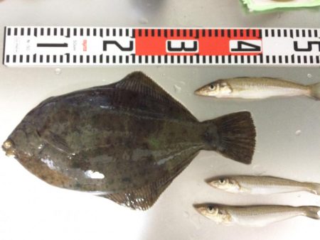 キロ超え釣れました〜