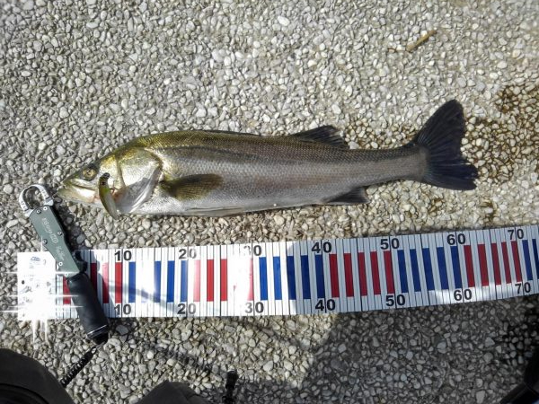 リバーシーバス