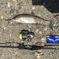 吉野川は最高ダー！