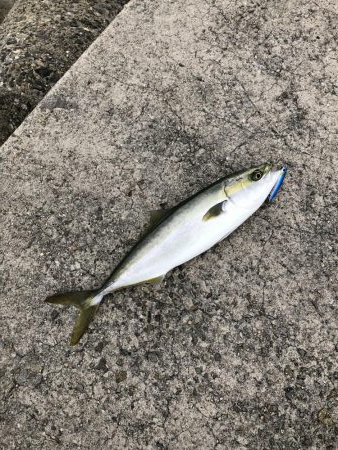 今シーズン初！