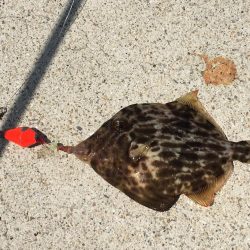 釣れない。。。