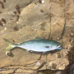 鳴門の地磯から青物