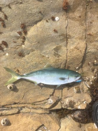 鳴門の地磯から青物