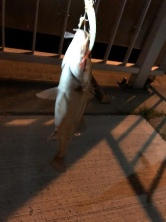 チーバスでも嬉しい