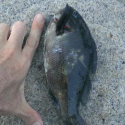 芦屋のグレ開幕戦