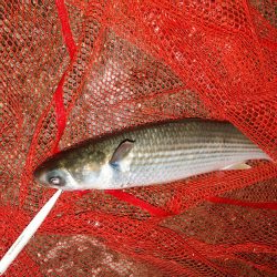 久しぶりに釣り