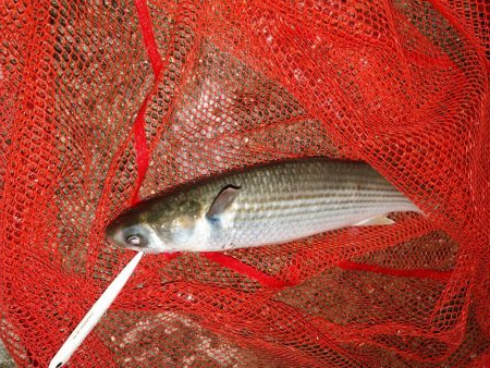 久しぶりに釣り