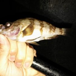 鮎竿でメバル釣り