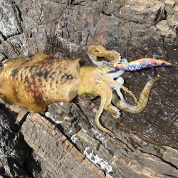 GWに遠征したら人生初のアオリイカが釣れた。