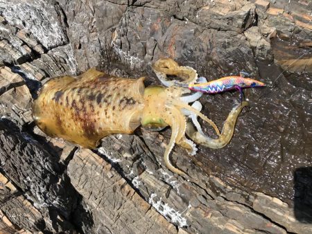 GWに遠征したら人生初のアオリイカが釣れた…