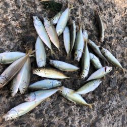 豆アジ釣れました