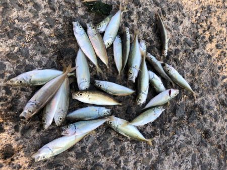 豆アジ釣れました