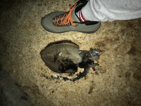 やぱいよ〜やぱいよ〜