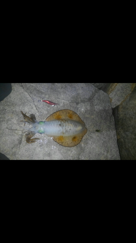 キャプテン〜奥気持ち〜^o^