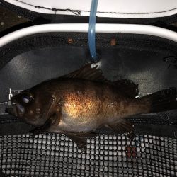 神戸メバリング2