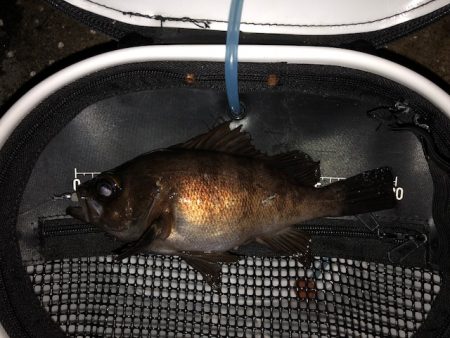 神戸メバリング2