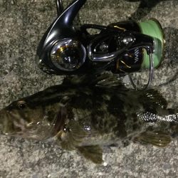 爆風の天保山、キビレ含む16連発！