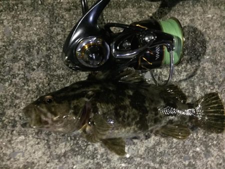 爆風の天保山、キビレ含む16連発！