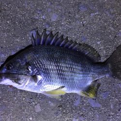 天保山、キビレ4枚含む20連発