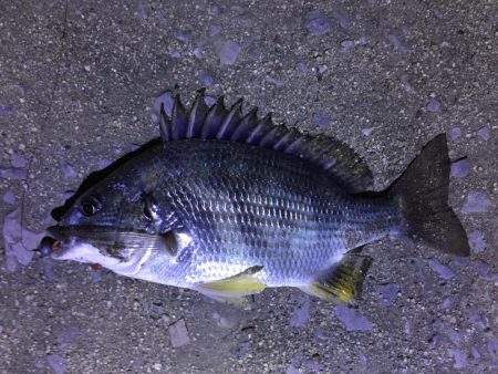 天保山、キビレ4枚含む20連発