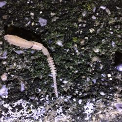 天保山、ダウンショットでタケノコ7匹。