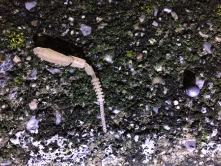 天保山、ダウンショットでタケノコ7匹。