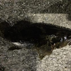 天保山、シーバスリベンジしたものの…