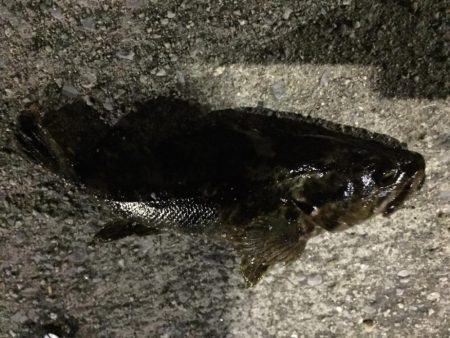 天保山、シーバスリベンジしたものの…