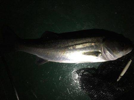 バチ抜け祭り開催中！20分で3本ヒット。